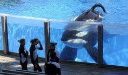 杀人鲸在线观看,揭秘杀人鲸的致命之谜