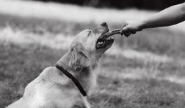 爆料宠物玩具视频,趣味互动，萌宠生活更精彩